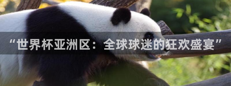 世界杯比赛赛程：“世界杯亚洲区：全球球迷的狂欢盛宴”
