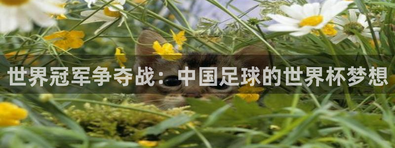 2026世界杯亚洲预选赛赛程：世界冠军争夺战：中国足球的世界杯梦想